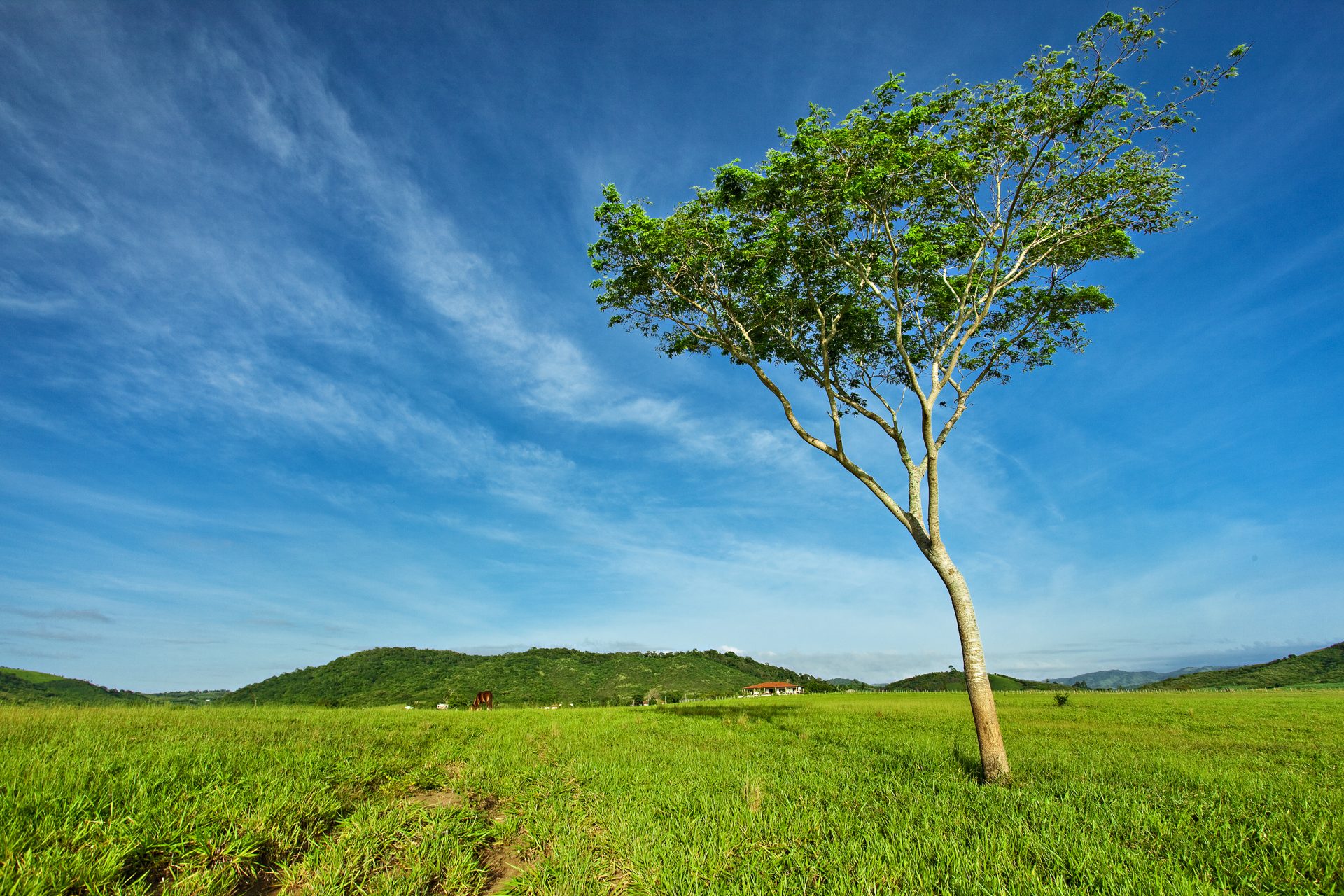 Árvore solitária no campo