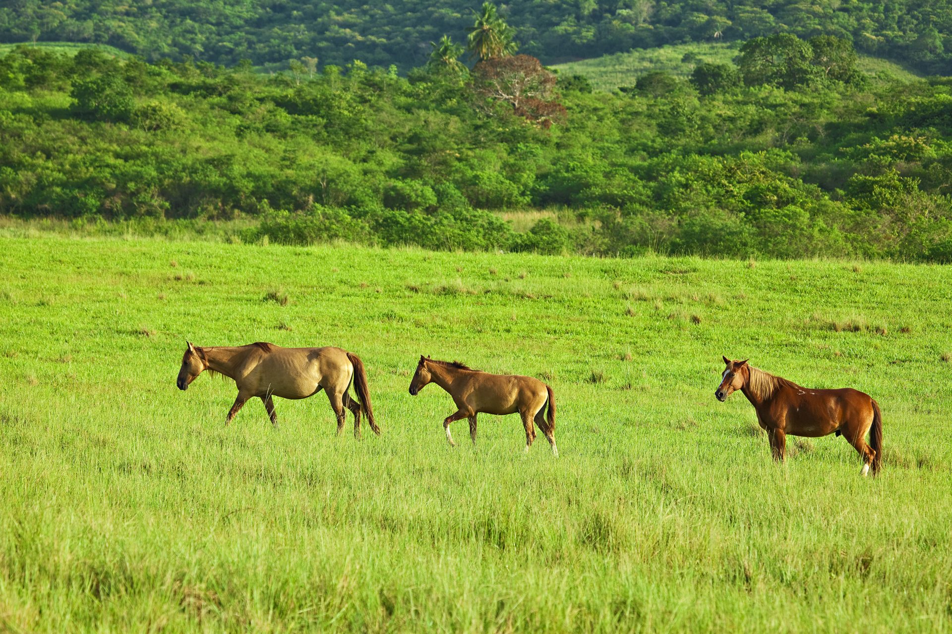 Cavalos no pasto