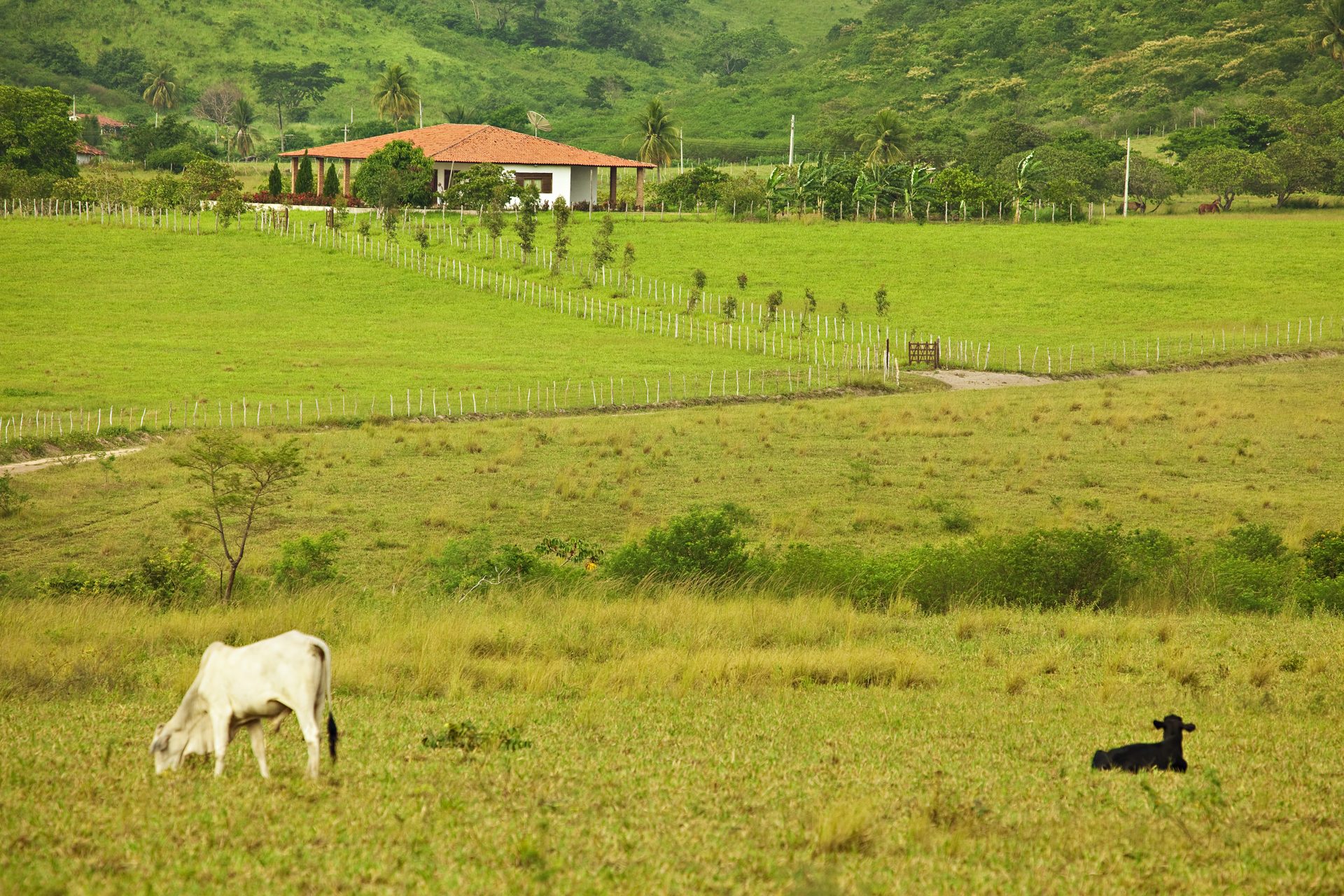 Gado nas colinas