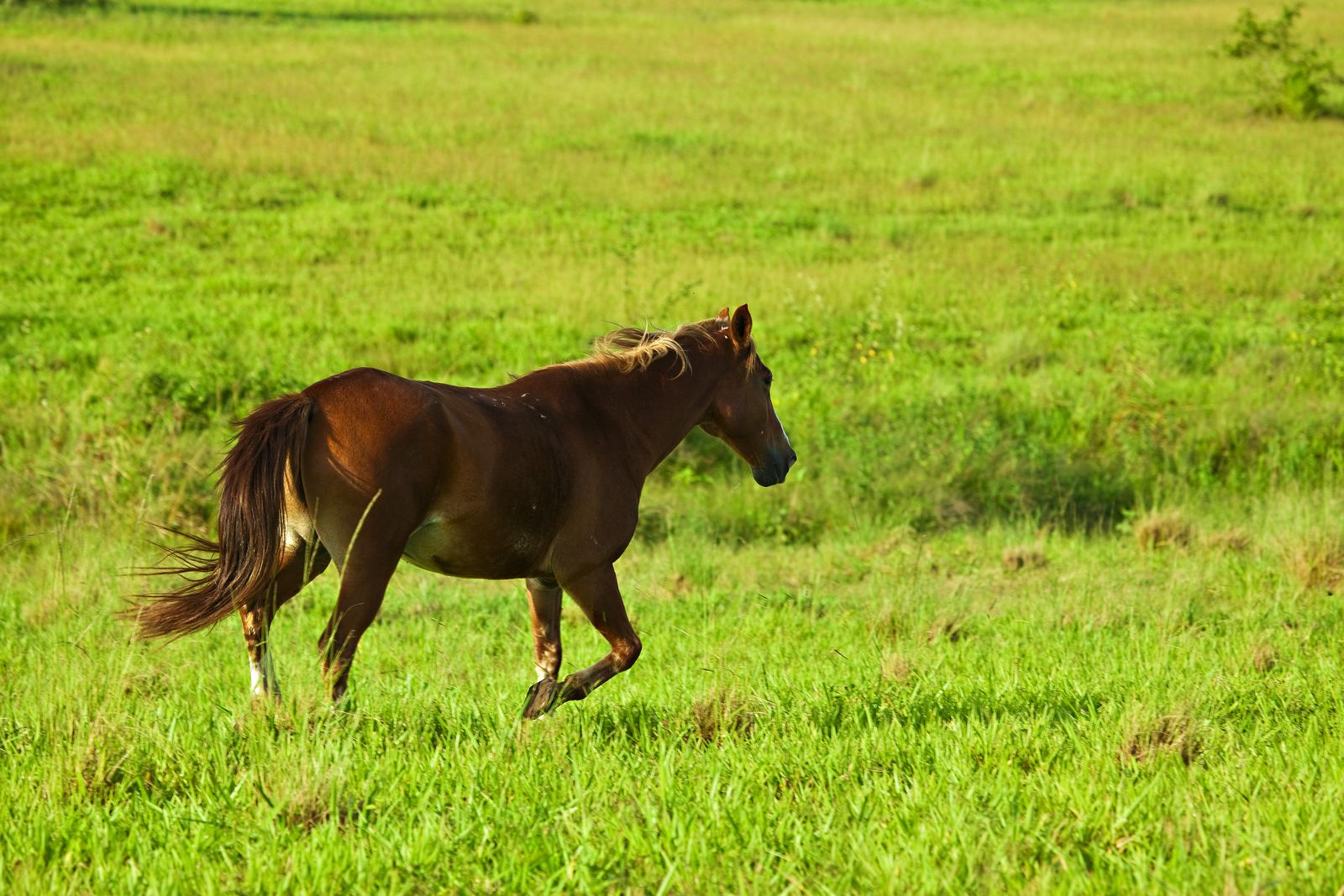 Cavalo a galope no campo