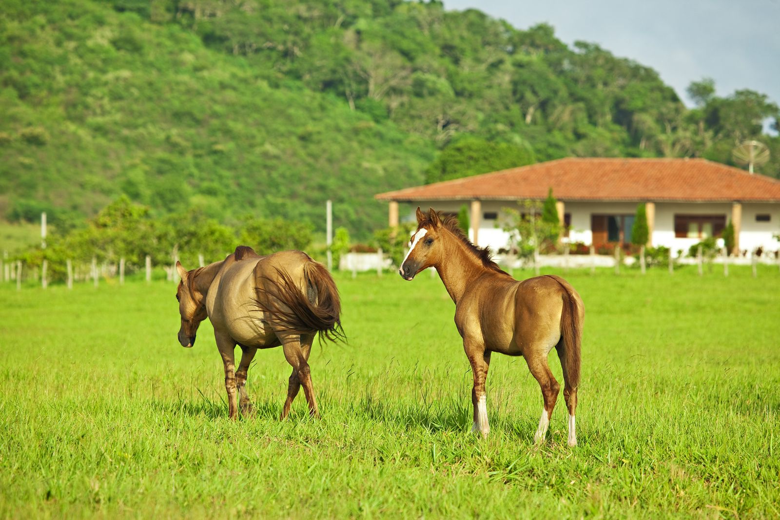 Cavalos próximos à casa-sede