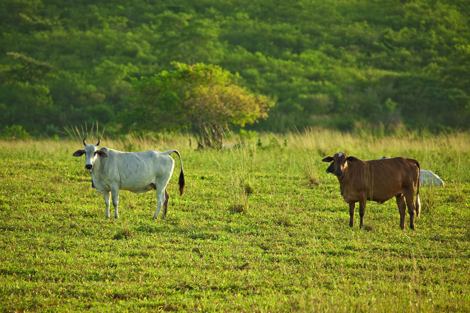 Gado no pasto